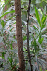 the trunk of a lime tree has very sharp thorns