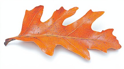 Obraz premium Frost Covered Oak Leaf in Autumn