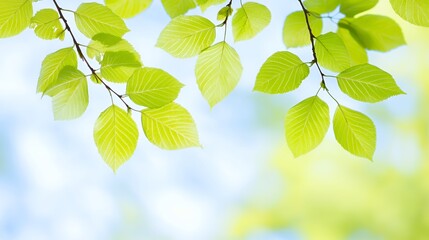 Obraz premium Closeup of Vibrant Green Leaves on a Branch Against a Soft Blue Sky