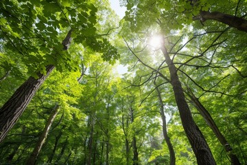 Sunlight Streaming Through Lush Green Trees in a Dense Forest Canopy, Illuminating Nature's Vibrant Beauty