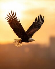 Obraz premium Majestic American Bald Eagle Soaring in Flight Against a Golden Sunset Sky Wildlife Photography