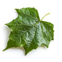 Fototapeta premium Fresh chard isolated on white background. Top view. Flat lay