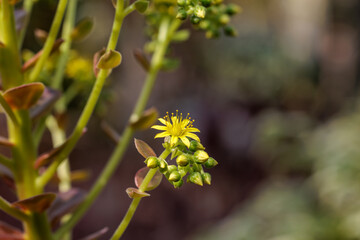 Close-up photo of light green Black rose (Aeonium Zwartkop) flower in bloom