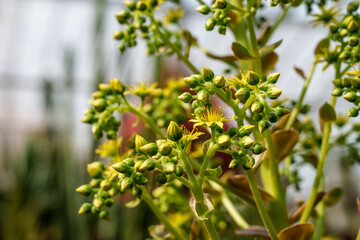 Close-up photo of light green Black rose (Aeonium Zwartkop) flower in bloom