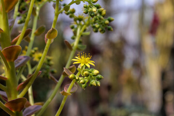 Close-up photo of light green Black rose (Aeonium Zwartkop) flower in bloom