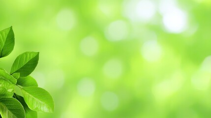 Fresh Green Leaves on Soft Blurred Background with Gentle Bokeh Effect for Nature and Wellness Themes
