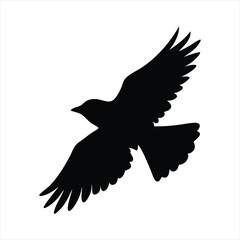 Obraz premium Raven in Flight Majestic Bird Silhouette