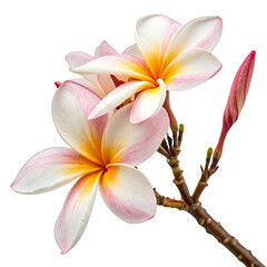 Blooming plumeria and Champa flower isolated on a transparent background