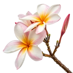 Gardinen Blooming plumeria and Champa flower isolated on a transparent background © Kasorn