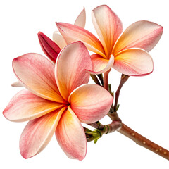 Blooming plumeria and Champa flower isolated on a transparent background