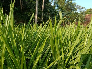 Fototapeta premium Add a touch of tropical flair to your designs with these stunning pandan leaves. Bright and vibrant colors to showcase the freshness of the leaves.