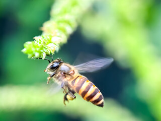 Honey bees fly in flowers, Asian honey bees ( apis cerana )