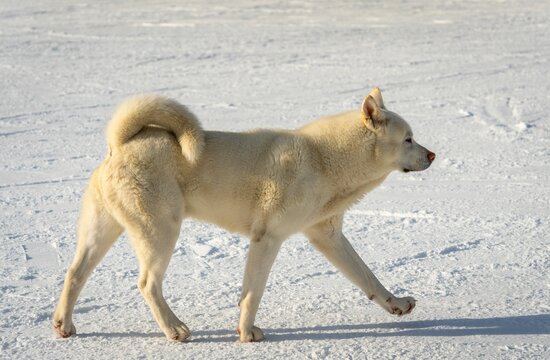White Jindo dog walking on snow