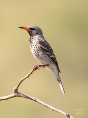 Red-billed Quelea (Quelea quelea)