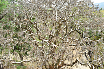 Ramas de un árbol en medio de la naturaleza, sitio arqueológico de Mixco Viejo. Guatemala.