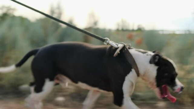 A leashed pit bull trots ahead, pulling its owner in sneakers and joggers. Tongue out, the dog enjoys walking on dry ground, surrounded by sun bleached shrubs and bathed in warm sunset light.
