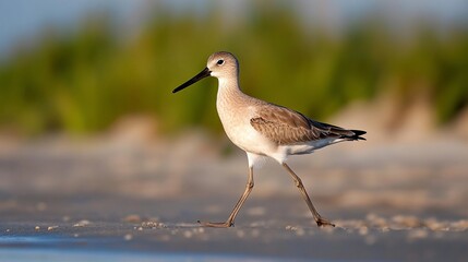 Stilt sandpiper walking beach sunset coast