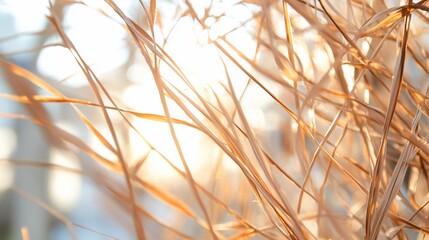 Obraz premium Sunlit Golden Grass Blades at Dawn