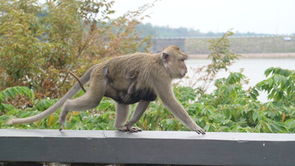 A mother macaque monkey gently carries her baby on her back as she walks along a ledge in a natural outdoor setting. This heartwarming scene captures the tender bond between mother and infant in the w