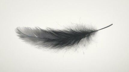 Obraz premium Single Black Feather on White Background