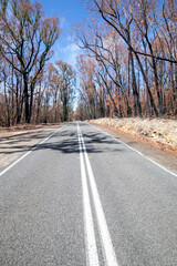 Fototapeta premium Bushfire damage from the 2025 bushfires started by lightning strikes in the Grampians (Gariwerd) National Park.