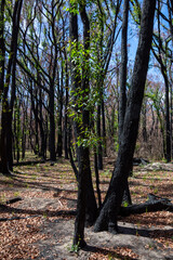 Regrowth in the Grampians (Gariwerd) National Park following the 2025 bushfires started by lightning strikes .