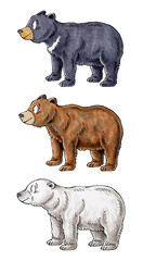 熊セット(ツキノワグマ、ヒグマ、シロクマ)