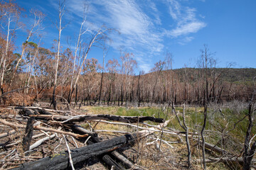 Bushfire damage from the 2025 bushfires started by lightning strikes  in the Grampians (Gariwerd) National Park.