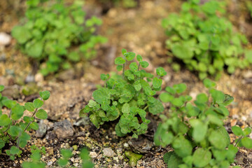 Close-up photo of green apple mint leaves growing