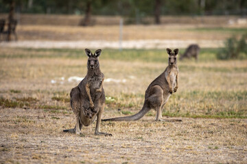 A female Eastern grey kangaroo (Macropus giganteus) with Joey in pouch. Early Evening. Victoria.	