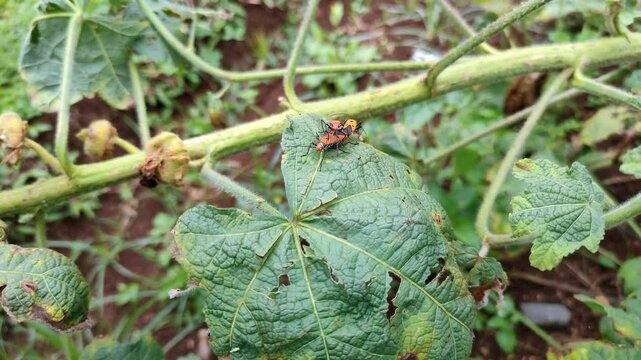 Two Red Cotton Stainer Bugs (Dysdercus Cingulatus), A common pest of cotton crops, are mating on green leaf