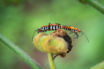 Two Red Cotton Stainer Bugs (Dysdercus Cingulatus), A common pest of cotton crops, are mating on green leaf