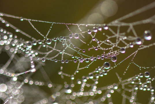 spider web with dew drops
