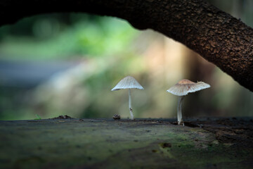 Coprinopsis, Commonly Known as Pleated Inkcap or Little Japanese Umbrella that lives on a dead tree trunk