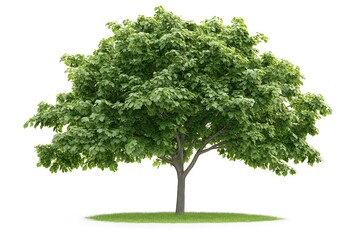Fototapeta premium Green oak tree isolated on white background. Clipping path included.