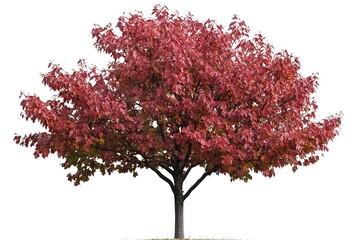 Green oak tree isolated on white background. Clipping path included.