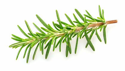 Fototapeta premium Fresh Rosemary Sprig, Close-Up, White Background