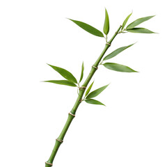 Fototapeta premium A vibrant, fresh bamboo branch with slender green stems and lush leaves ascends gracefully against a deep black background, evoking serenity and natural beauty in harmony.