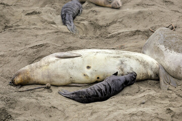 Elephant seals on the beach
