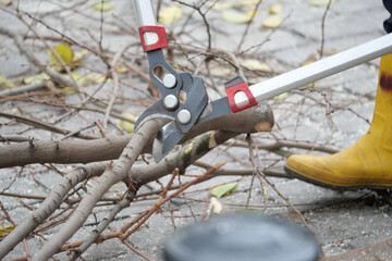 Gardener pruning branches with professional tools in autumn garden