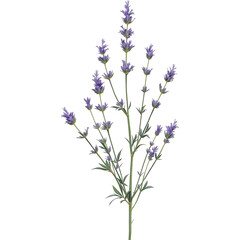 Bunch of Lavender Flowers