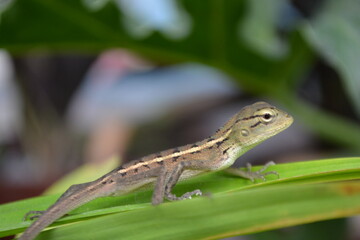 Tree lizard on a branch