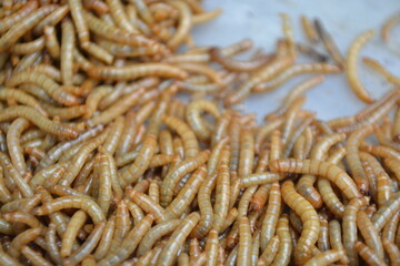 Mealworms, larval form of the yellow mealworm beetle, Tenebrio molitor, a species of darkling beetle