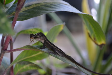 Tree lizard is eating insect