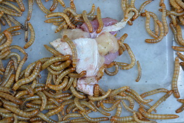 Mealworms, larval form of the yellow mealworm beetle, Tenebrio molitor, a species of darkling beetle