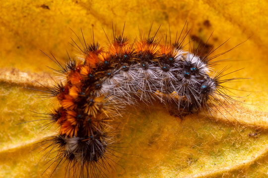 Cuncuna Colorada, or larva of Chilesia rudis, endemic species of Chile