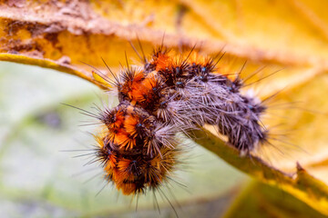 Cuncuna Colorada, or larva of Chilesia rudis, endemic species of Chile