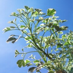 green leaves on blue sky background