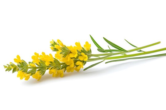 Yellow wildflowers isolated on a white background. Clipping Path