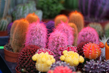 Brightly colored cacti at a local market during daytime © Towfiqu Barbhuiya 